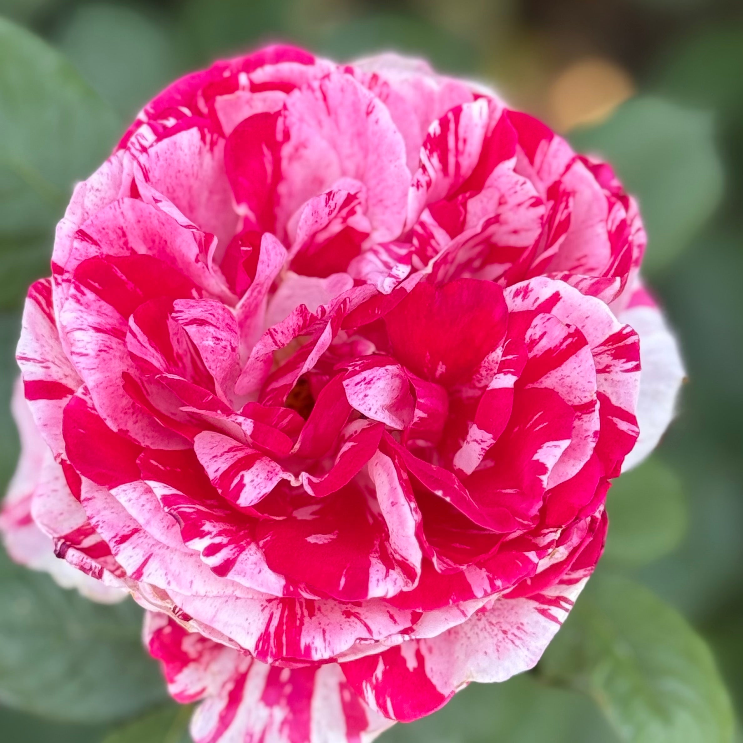 Scentimental™ Potted Rose Bush