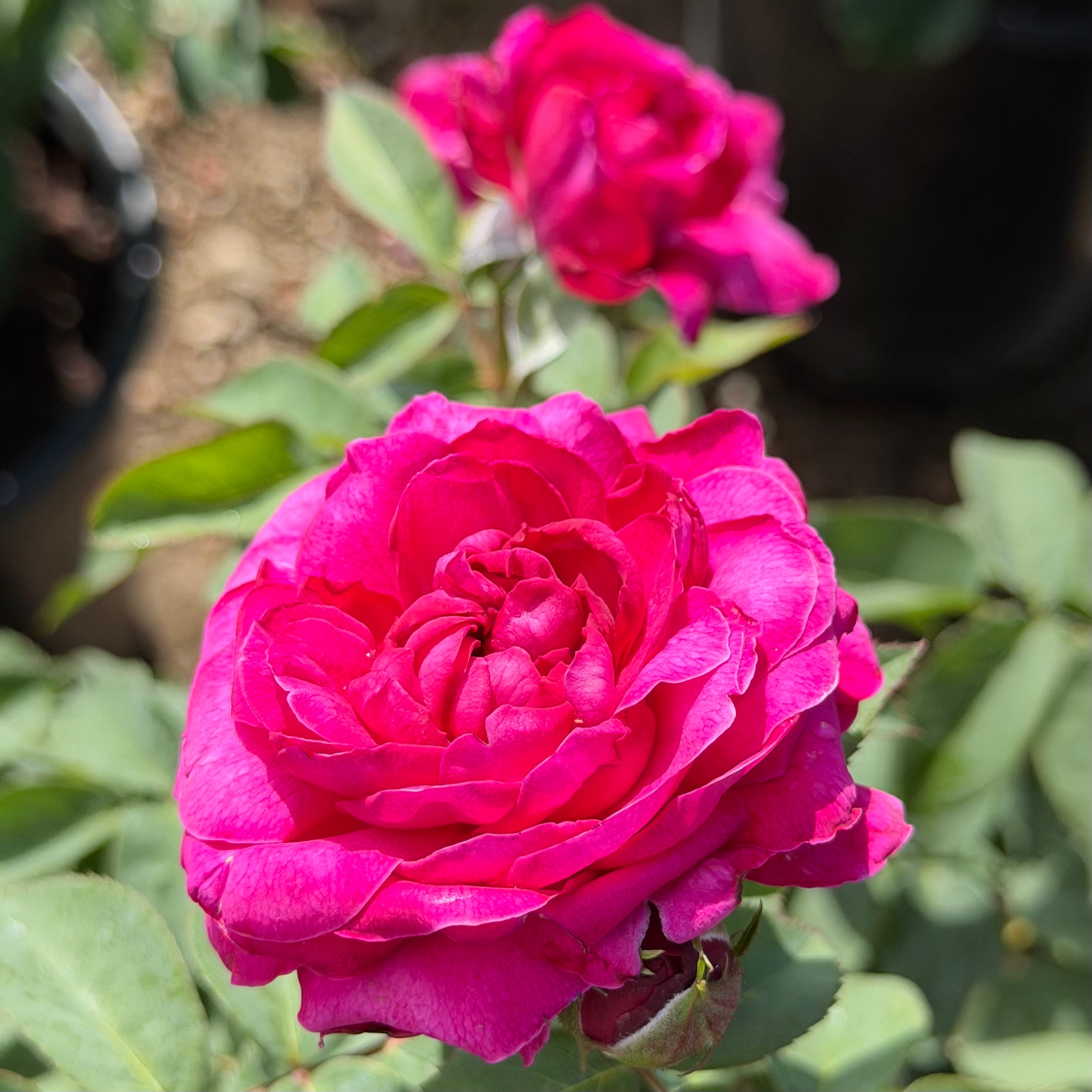 Delphine-Grace™ Potted Rose Bush