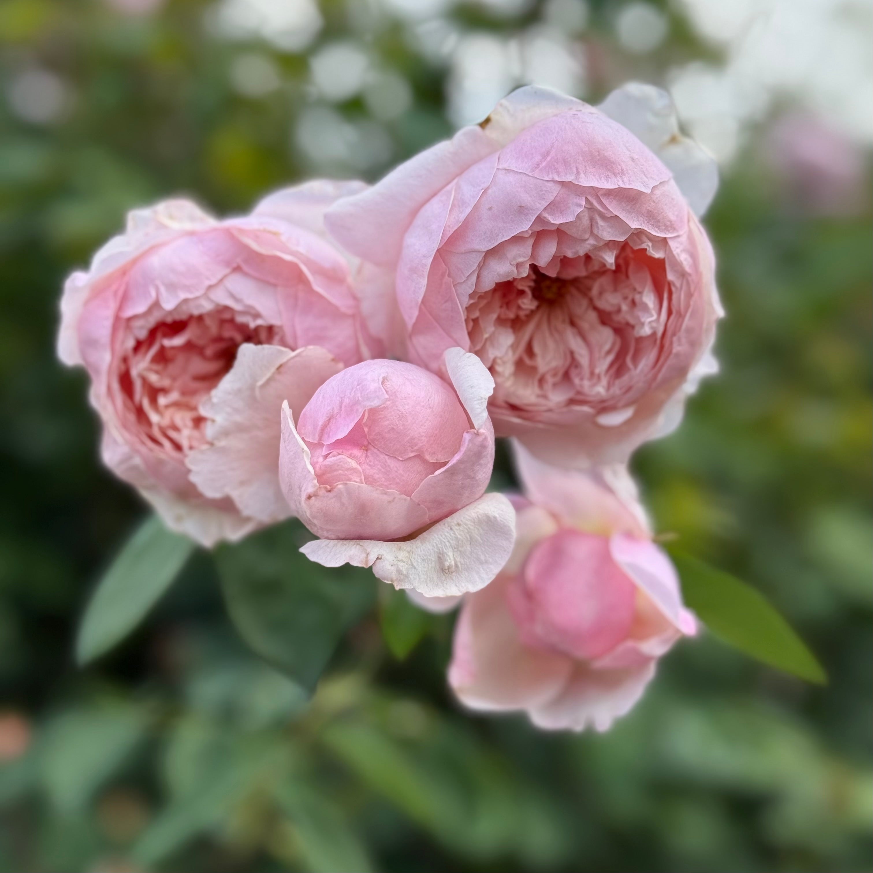 David Austin® The Alnwick Rose® Potted Rose Bush