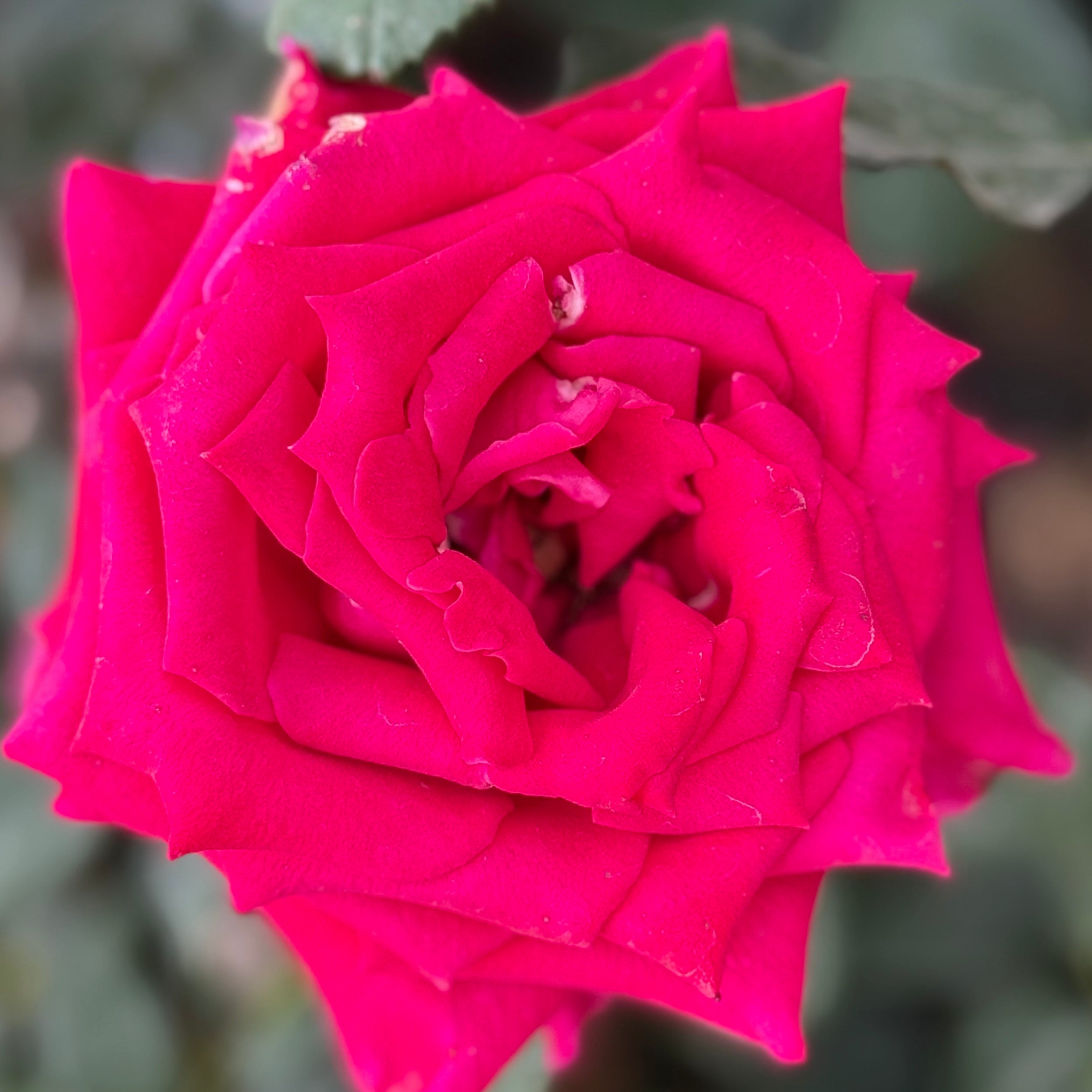 Veterans' Honor® Potted Rose Bush