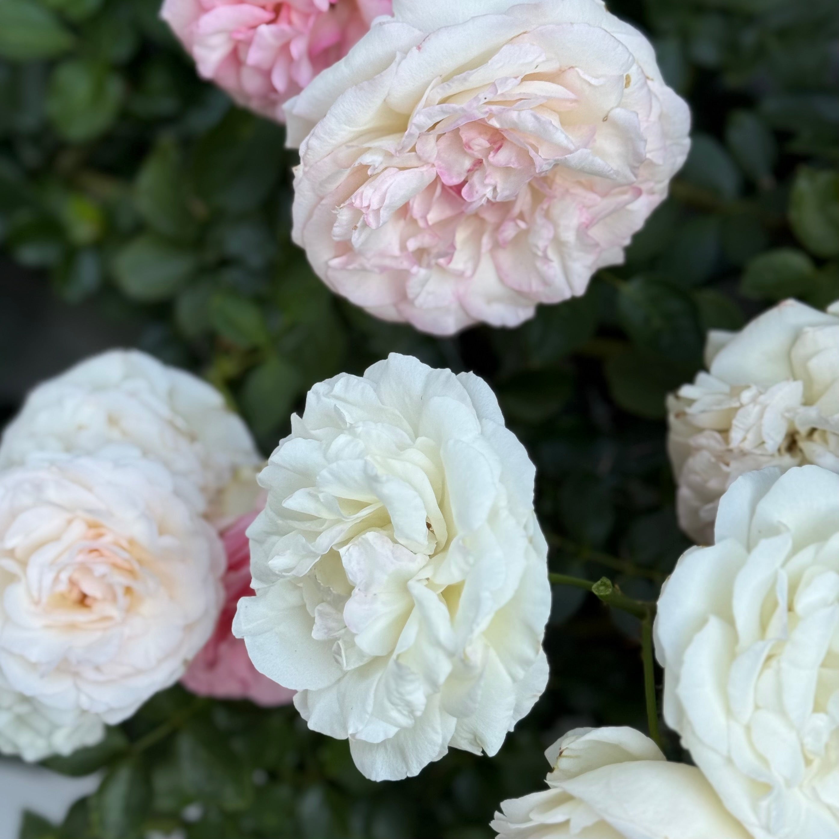 Eden Climber® White Potted Climbing Rose