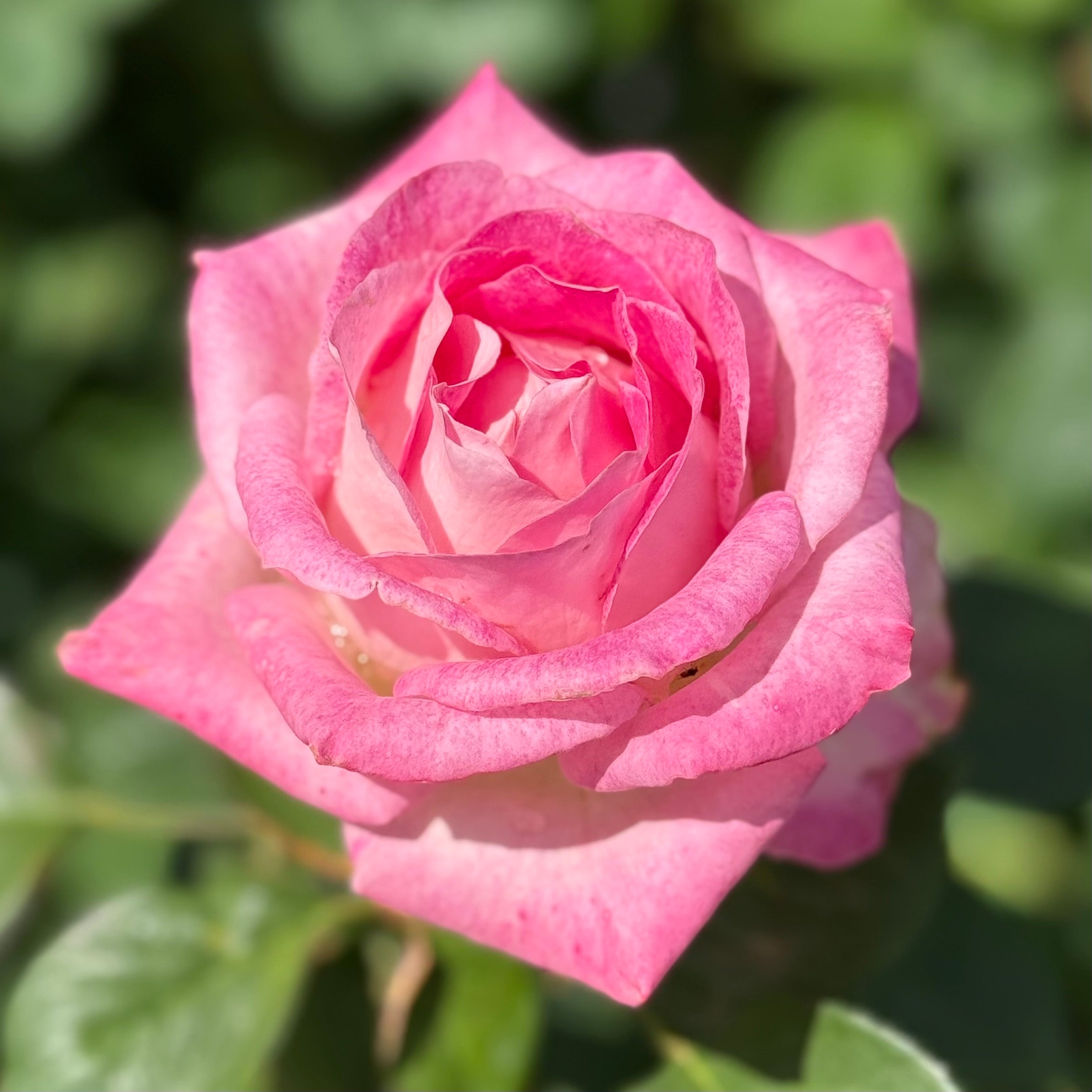 Painted Porcelain™ Potted Tree Rose