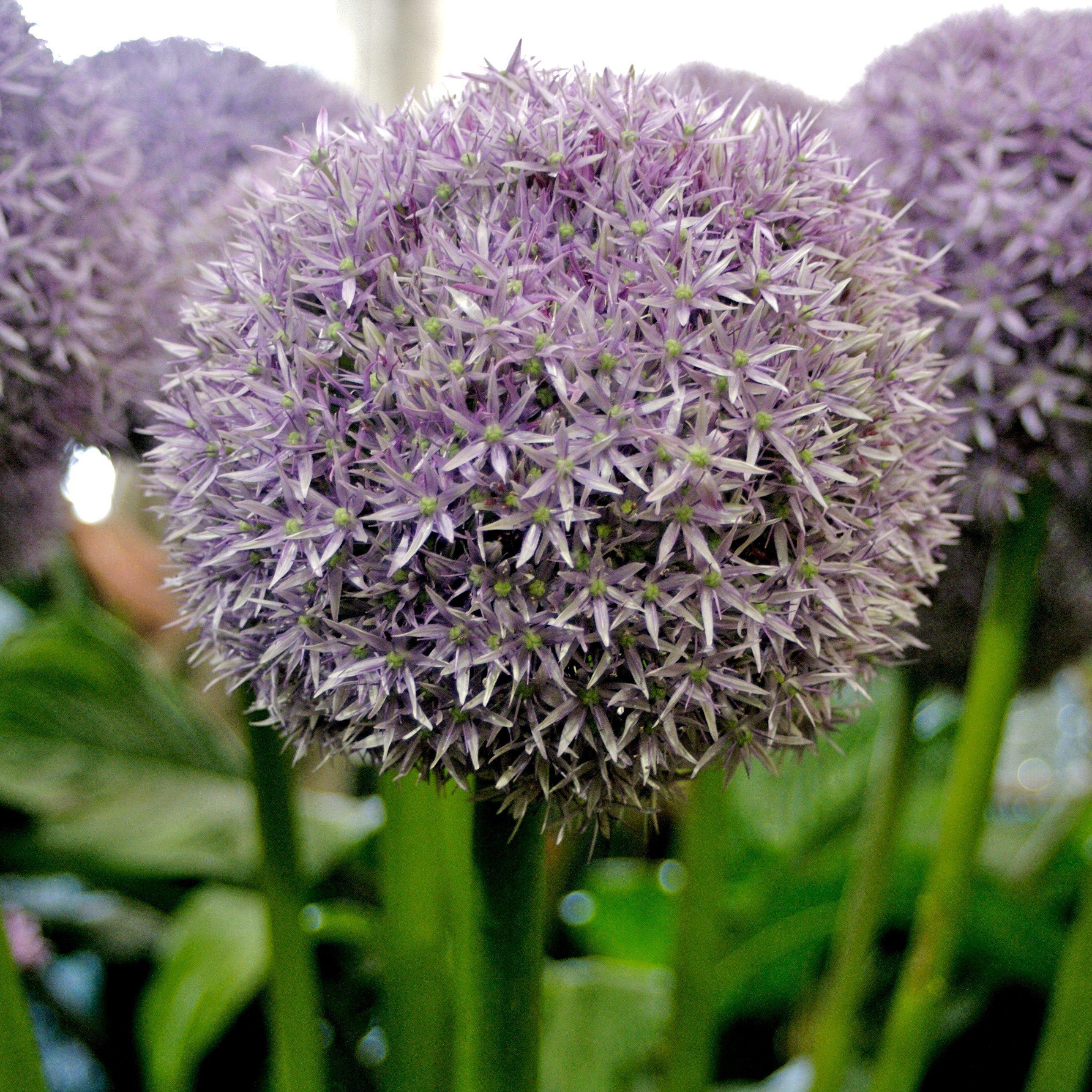 Allium 'Globemaster' Potted Ornamental Onion Plant
