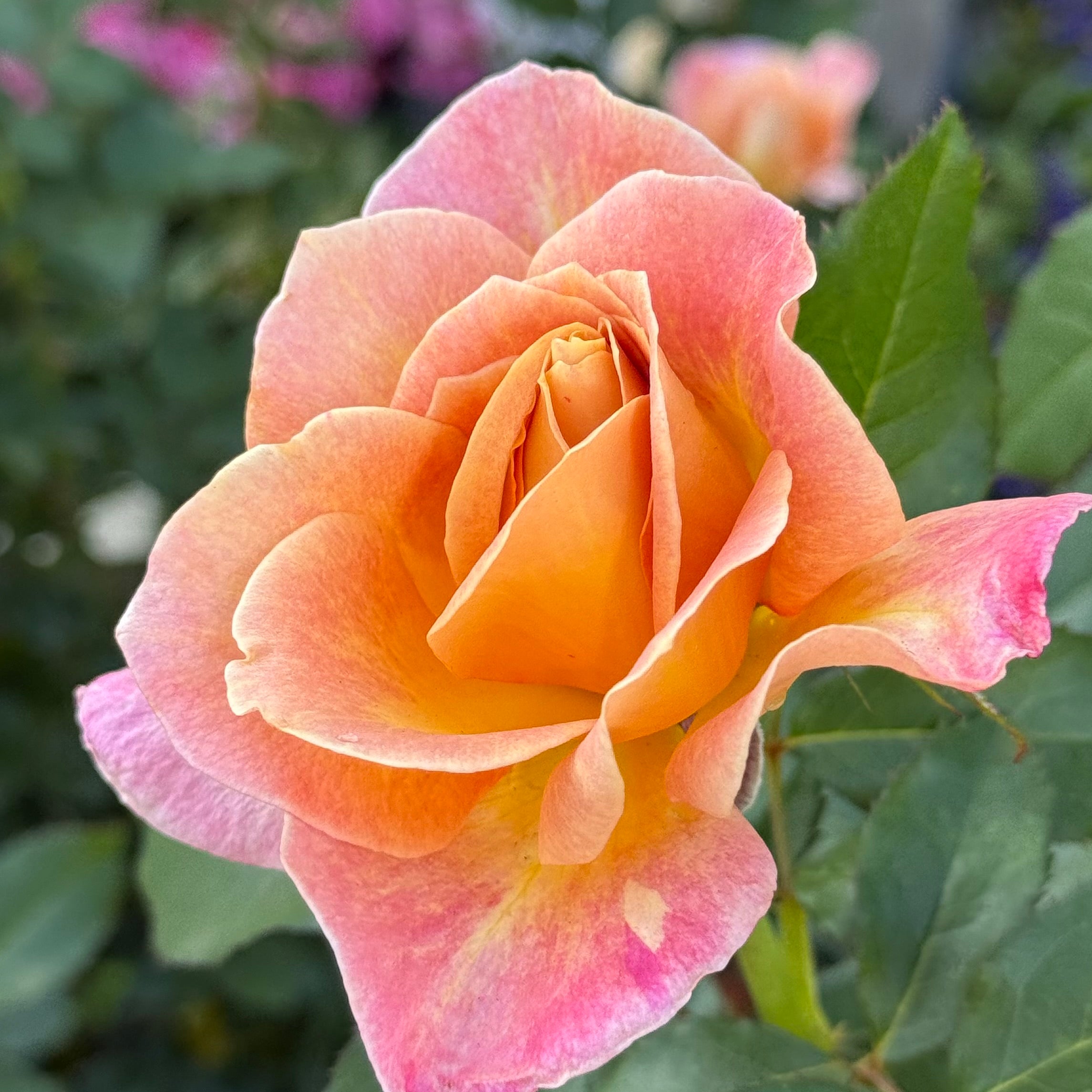 Rosie the Riveter™ Potted Rose Bush
