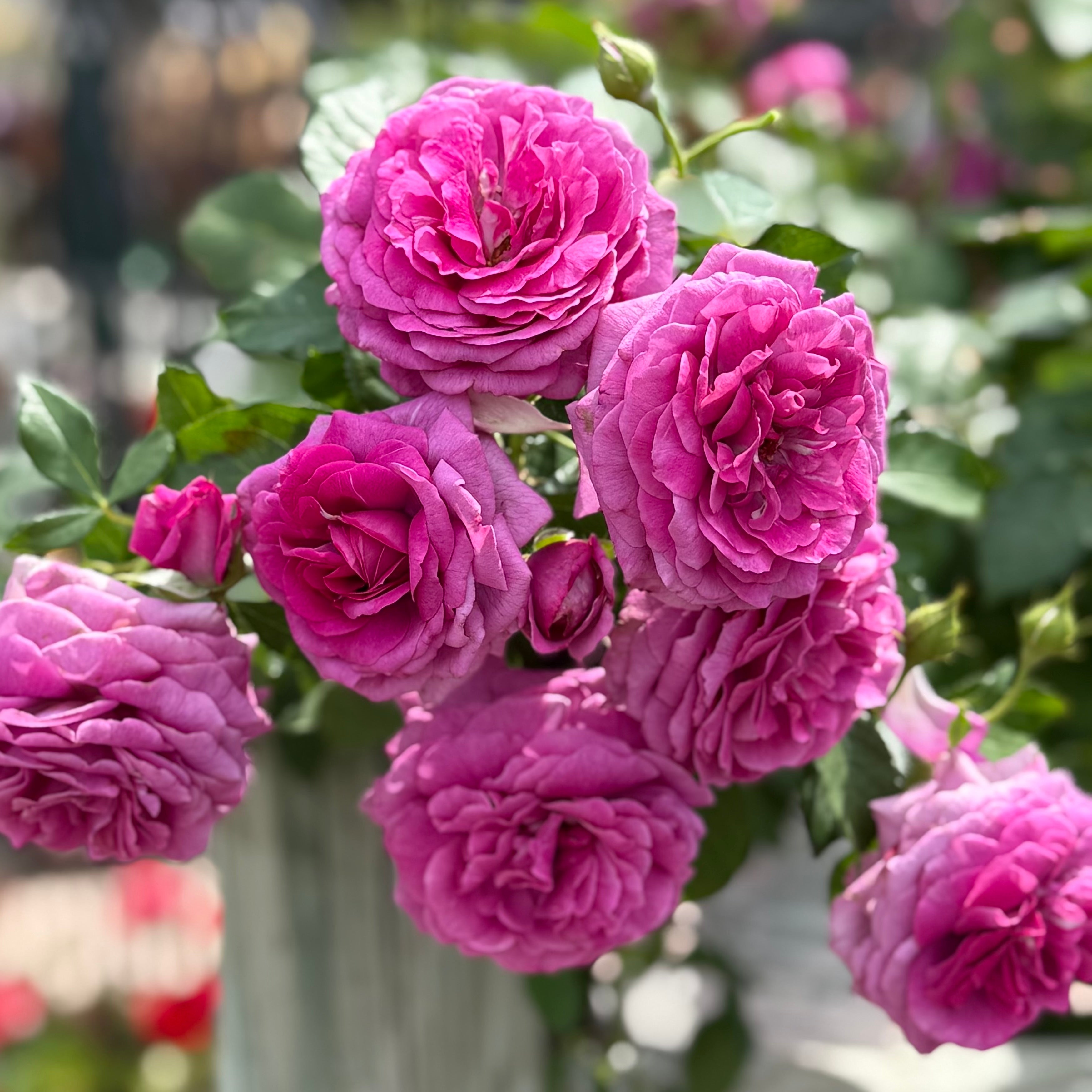 Light Years Away Bare Root Rose Bush