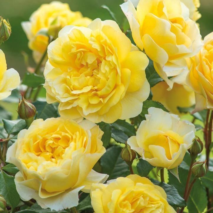 David Austin® The Poet's Wife Potted Rose Bush