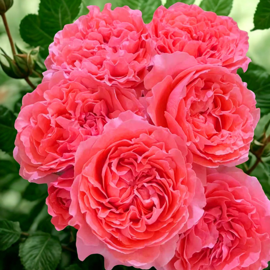 Corail Gelee Potted Rose Bush