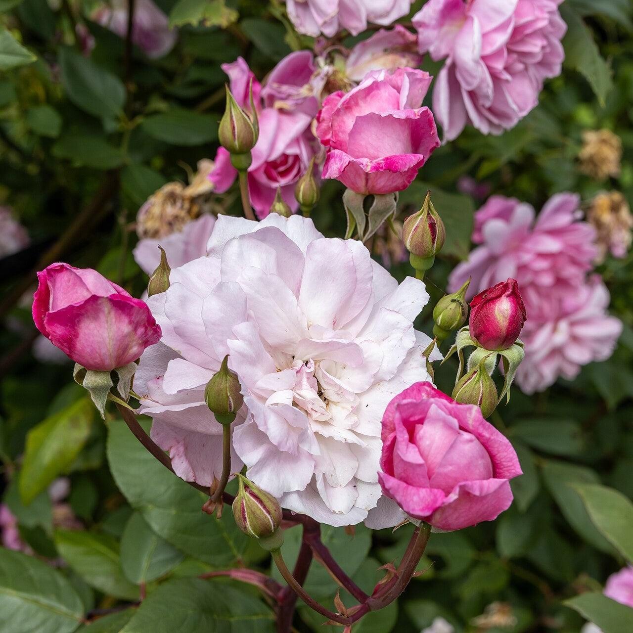 David Austin® Mary Delany® Potted Climbing Rose Bush