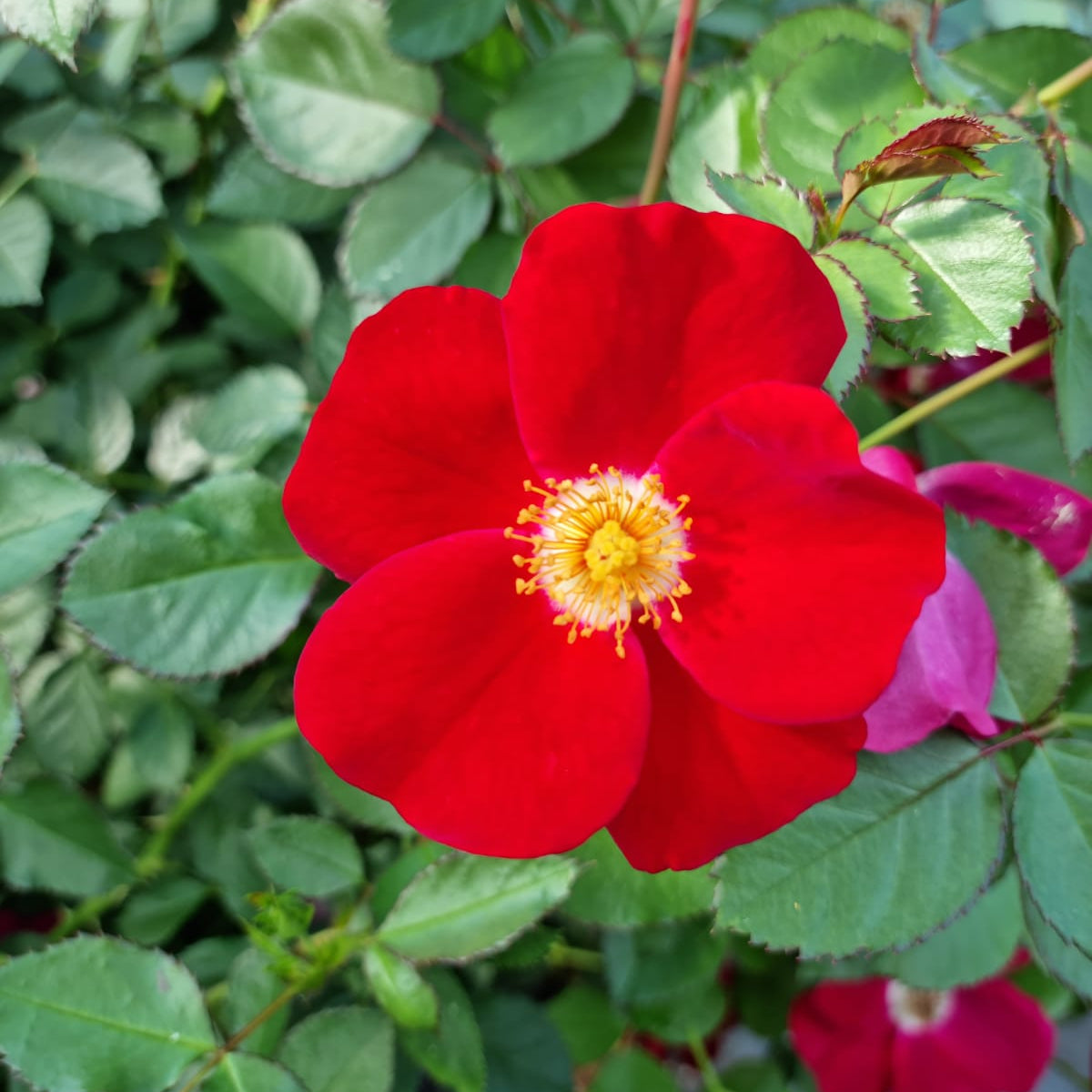 Friendly® Red Potted Rose Bush