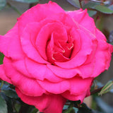 Fame!™ Potted Rose Bush