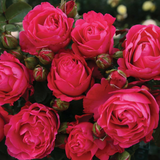 Eleganza® Fiji™ Bare Root Rose Bush