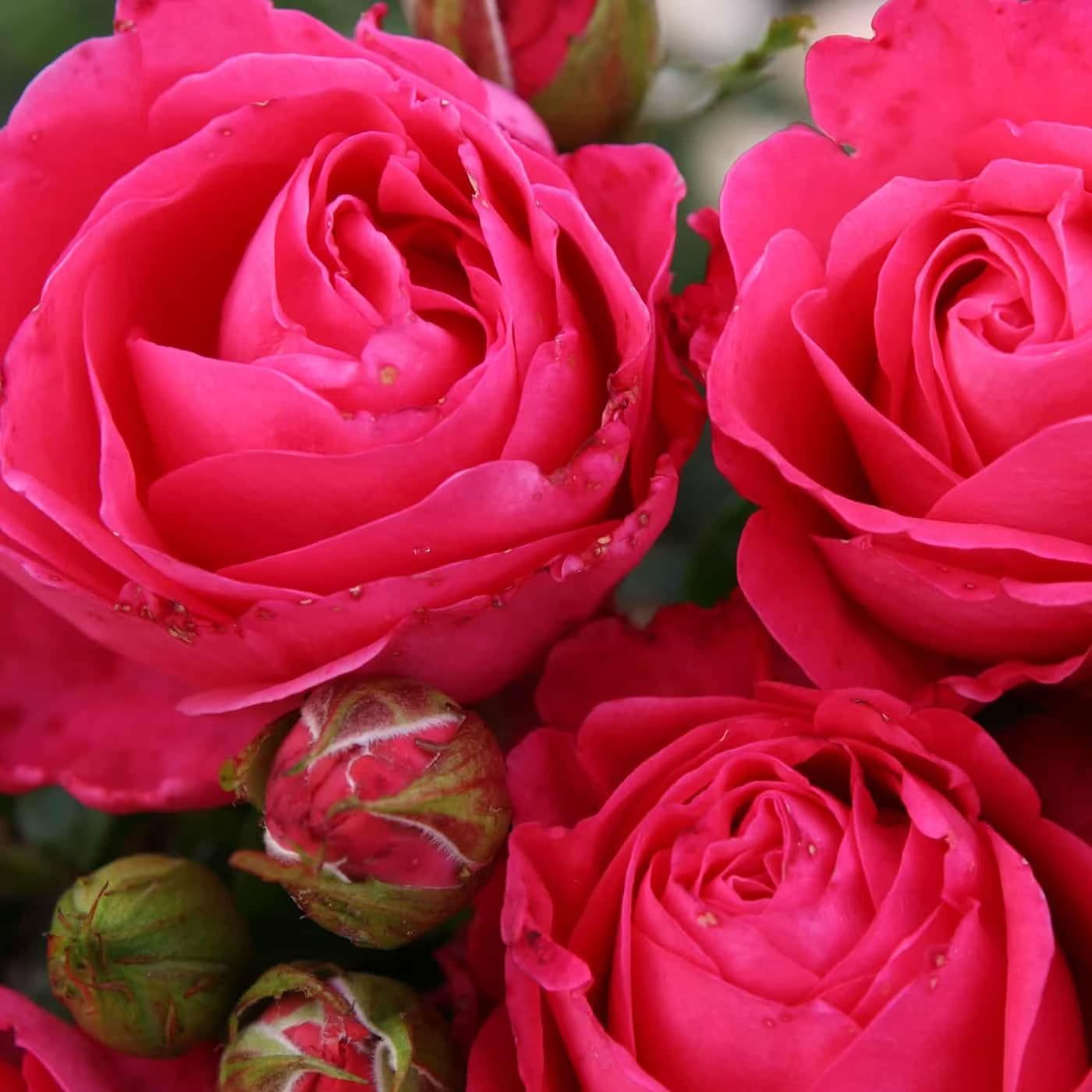 Eleganza® Fiji™ Potted Rose Bush