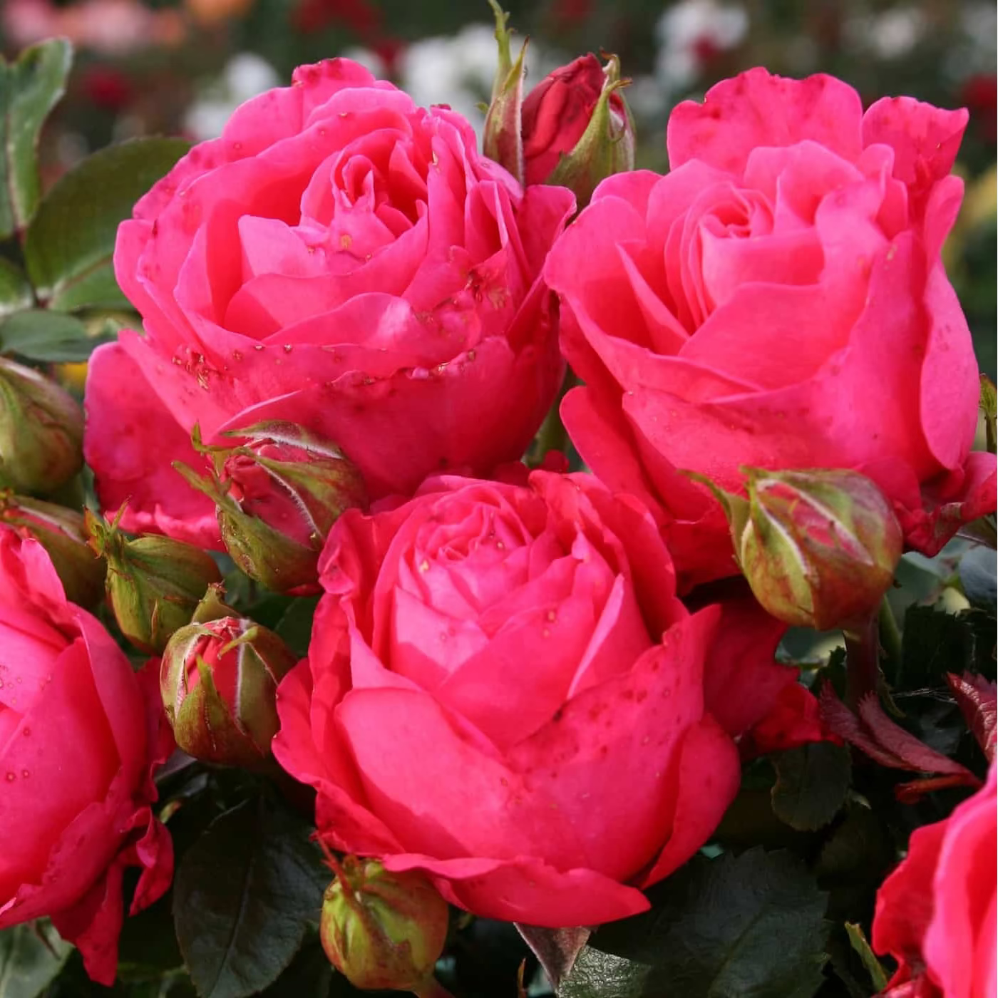 Eleganza® Fiji™ Potted Rose Bush
