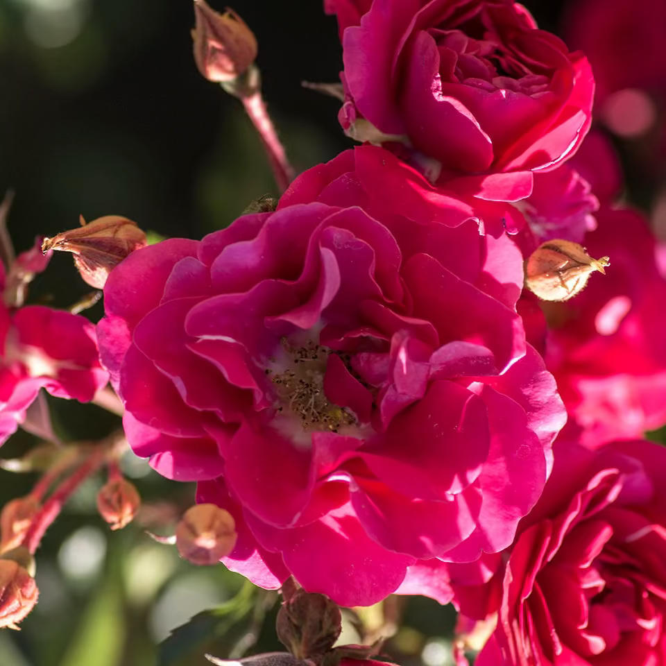 Meidiland® Fire Bare Root Rose Bush