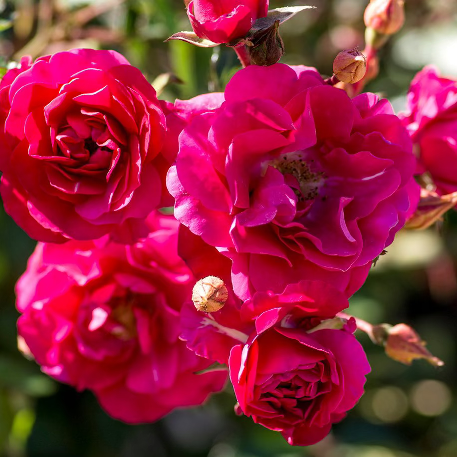 Meidiland® Fire Potted Rose Bush