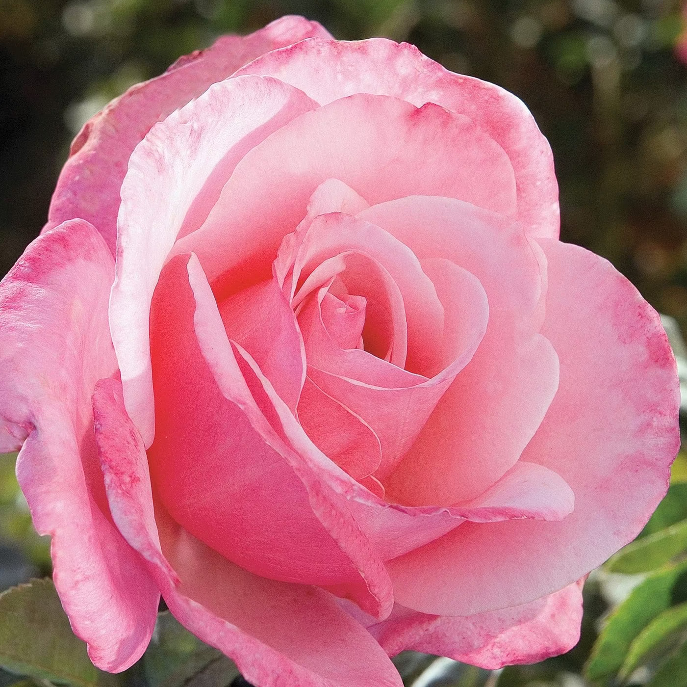 First Prize Potted Rose Bush - Grace Rose Farm