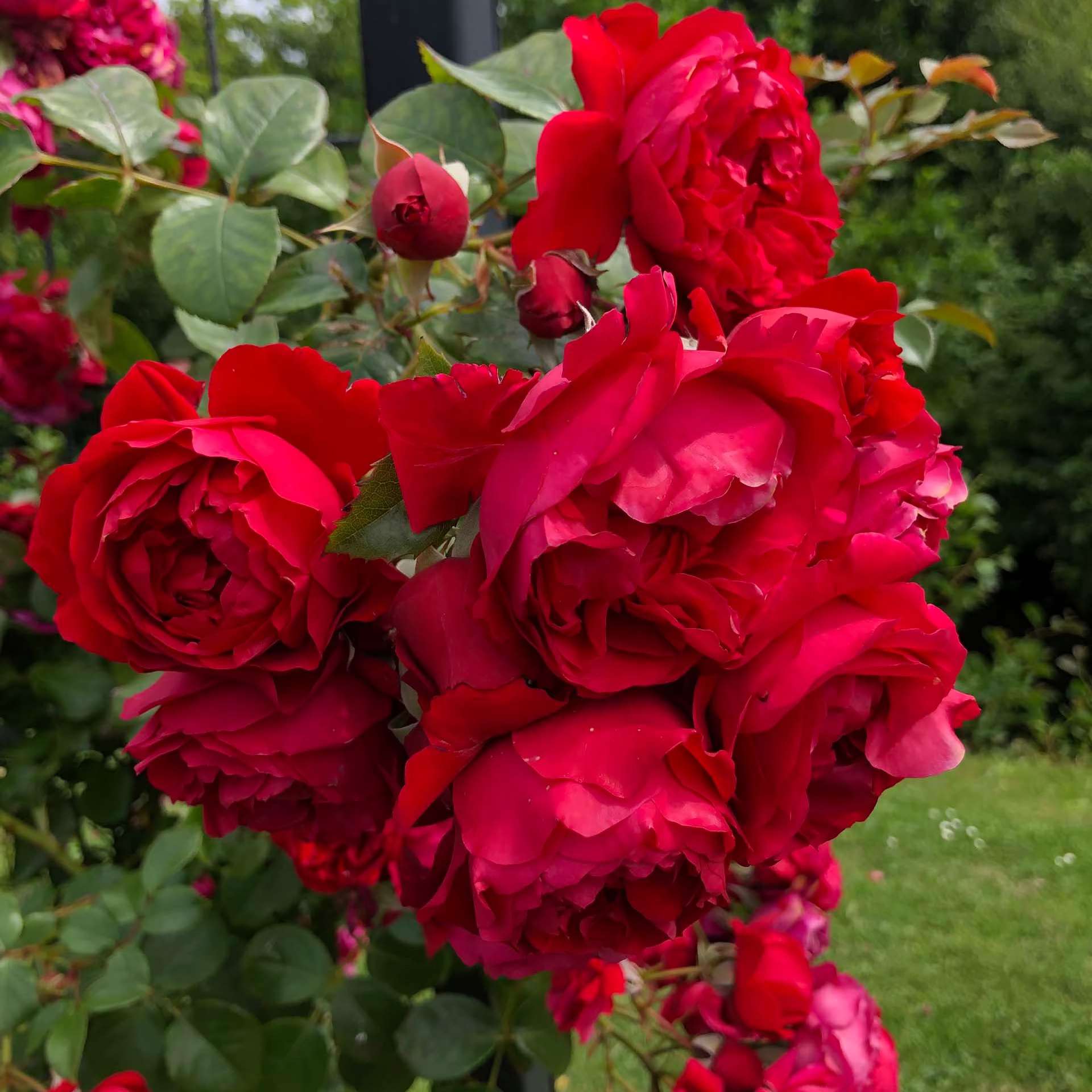 Arborose® Florentina™ Bare Root Climbing Rose - Grace Rose Farm