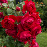 Arborose® Florentina™ Bare Root Climbing Rose