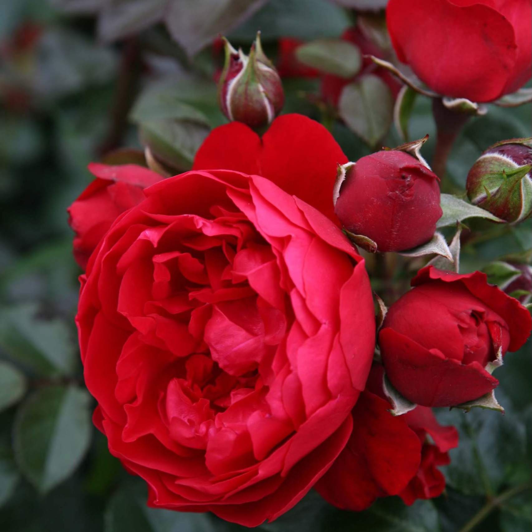 Arborose® Florentina™ Bare Root Climbing Rose