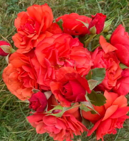 Foxy Lady™ Bare Root Rose Bush