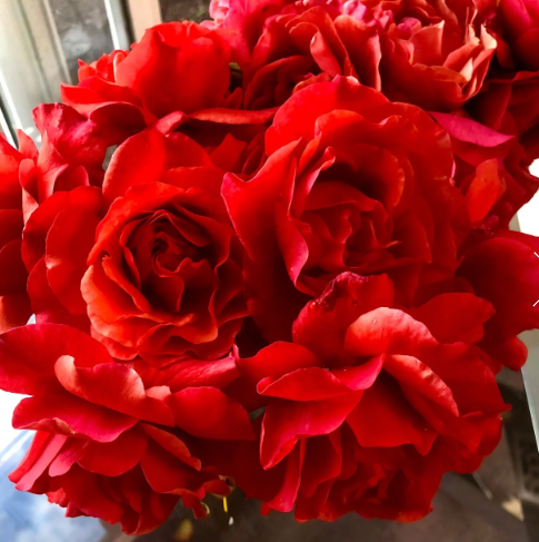 Foxy Lady™ Bare Root Rose Bush