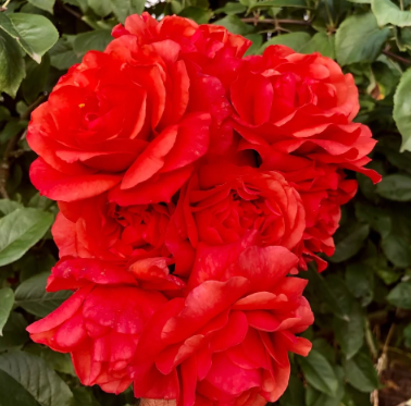 Foxy Lady™ Bare Root Rose Bush