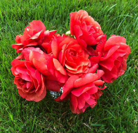 Foxy Lady™ Bare Root Rose Bush