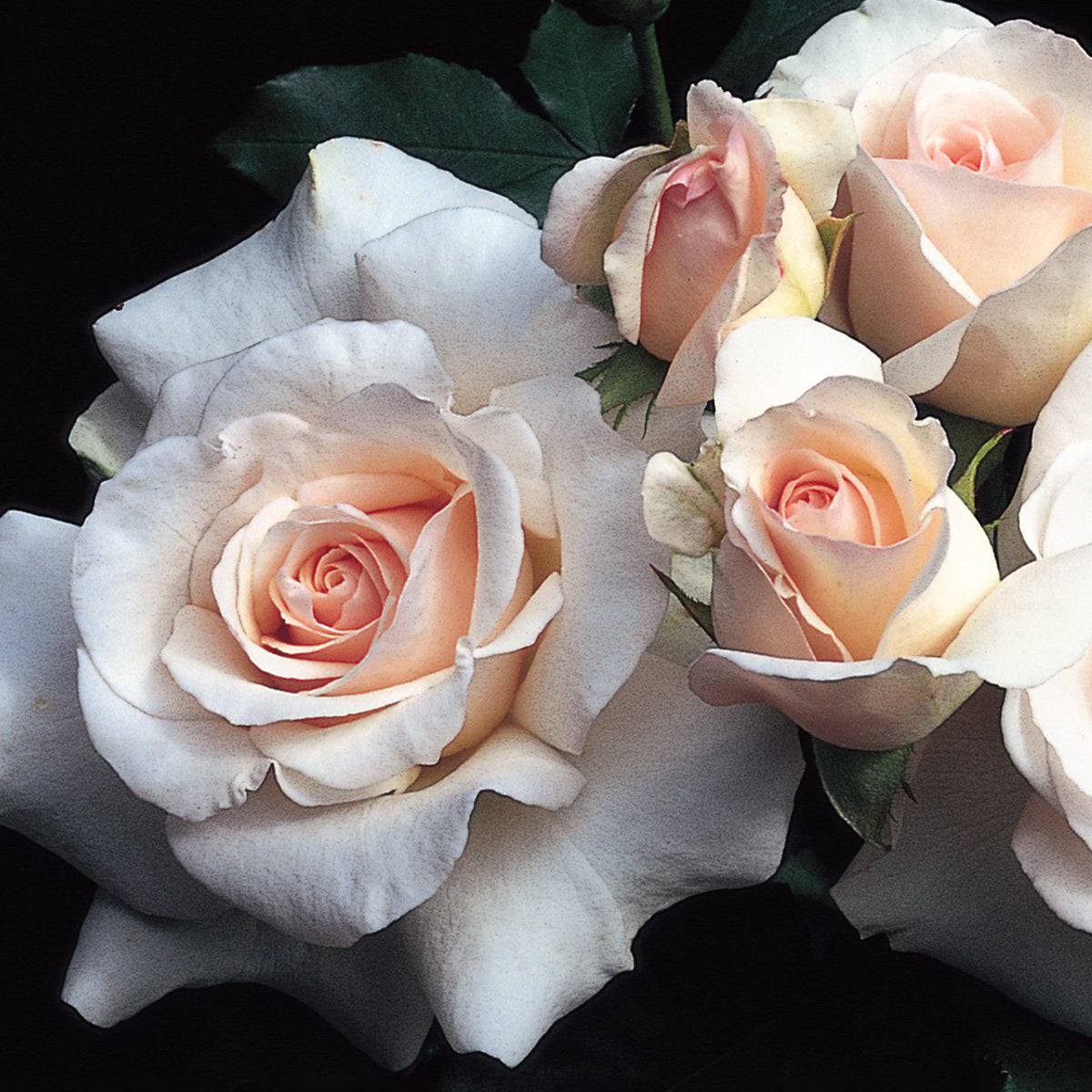 French Lace Bare Root Rose Bush
