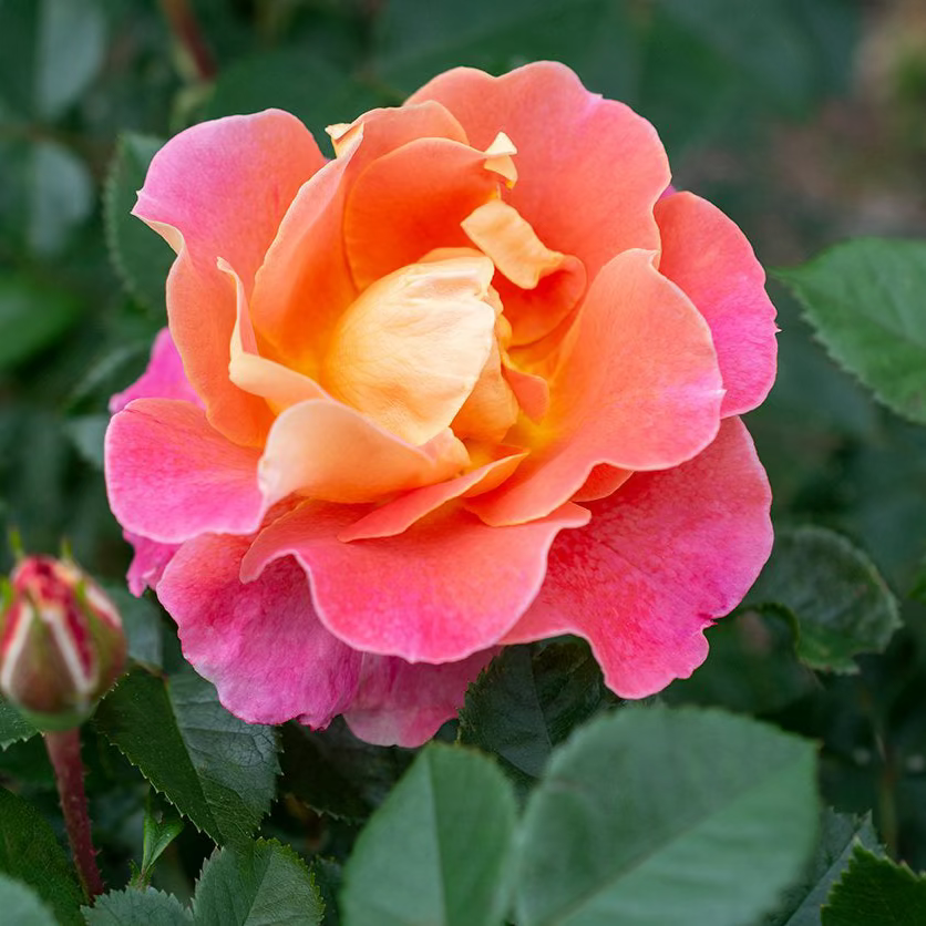 Fruity Petals™ Potted Climbing Rose