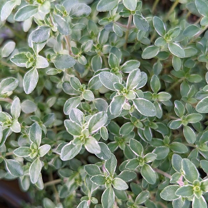 Thyme 'Argenteus' Potted Silver Edged Lemon Thyme Plant