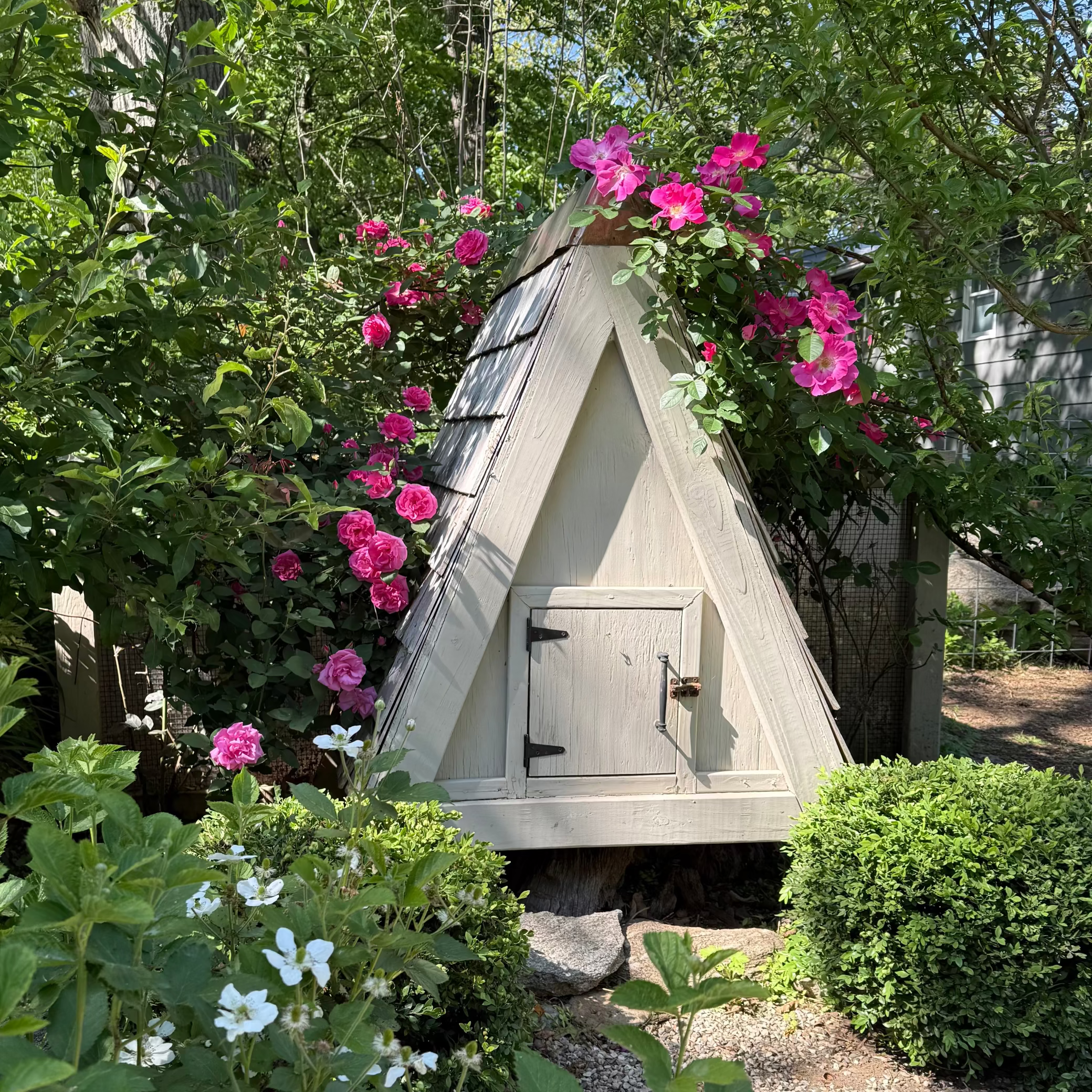 Zephirine Drouhin Potted Climbing Rose