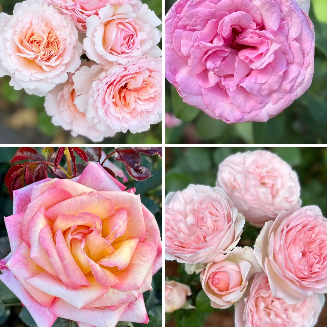 FLASH SALE - Sorbet Delight 4 Pack - PCDM, Beverly, Bliss and Enchanted Peace™