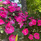Bouquet of pink flowers with green leaves against a natural background