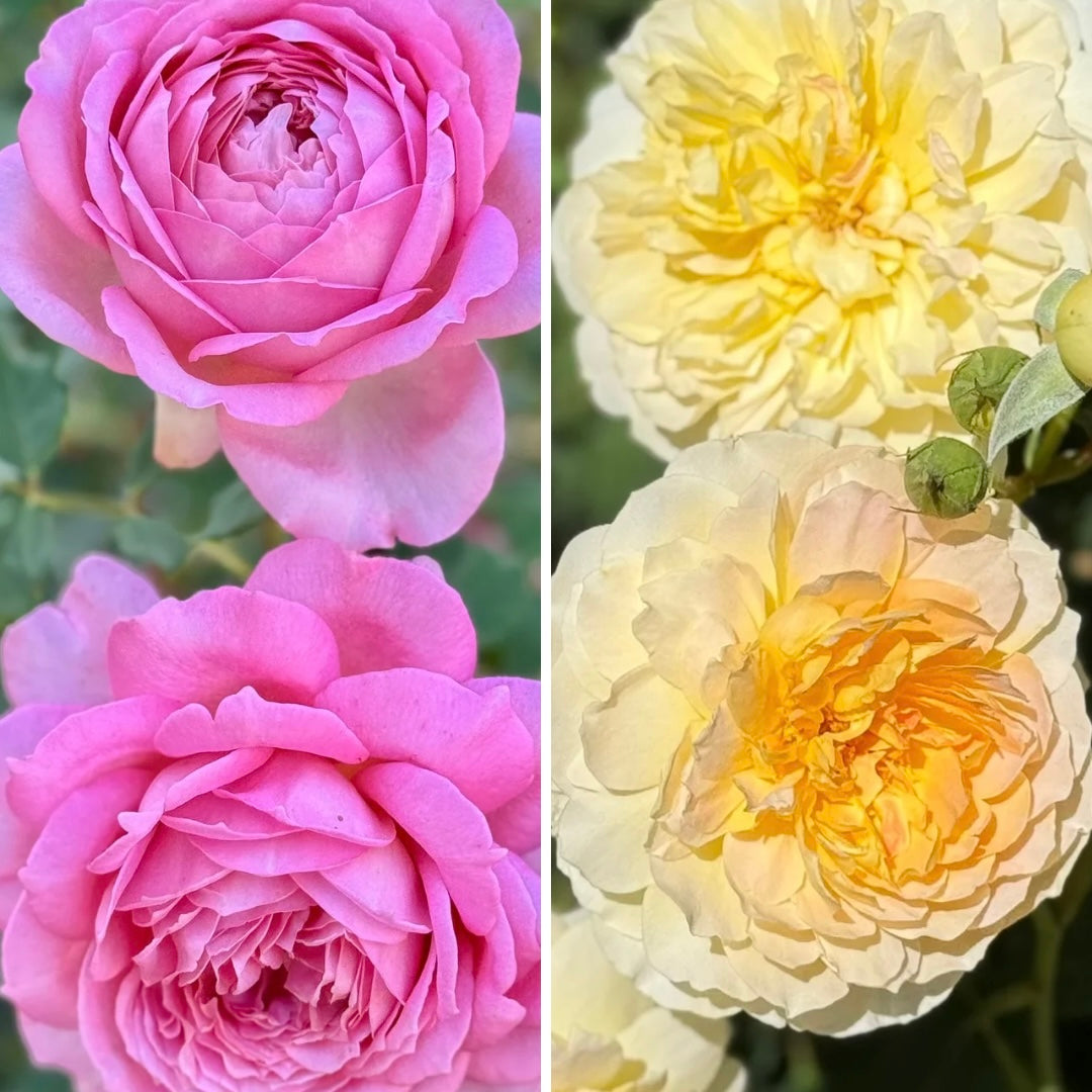 FLASH SALE - David Austin® Celebration Pack - Jubilee Celebration® & Golden Celebration®