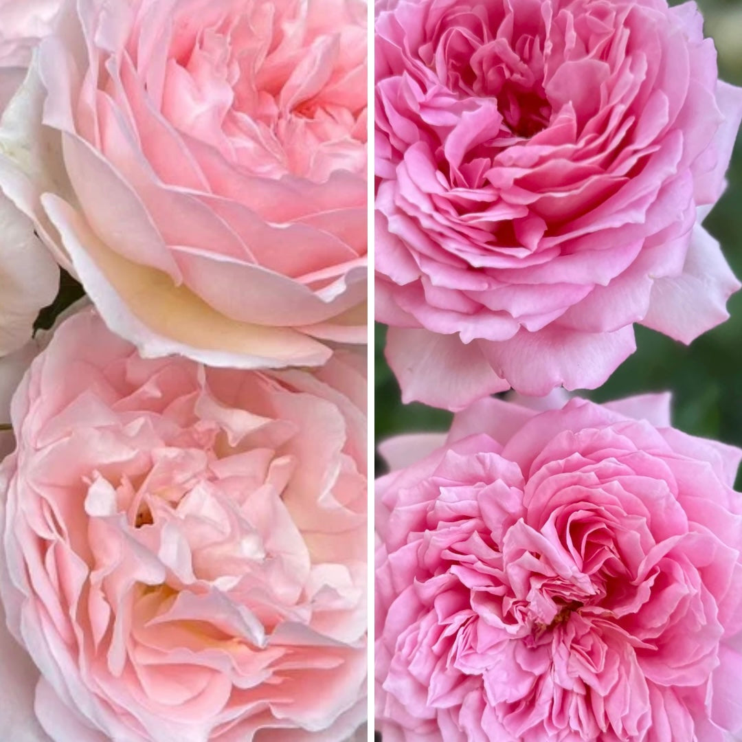 FLASH SALE - Grace Rose Farm Favorites - 2 Pack David Austin® Jubilee Celebration® & Parfuma® Bliss