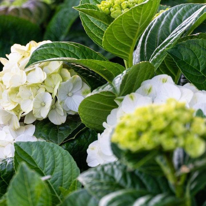 Hydrangea Bloomin' Easy® Grin and Tonic™ Potted Bigleaf Hydrangea Bush