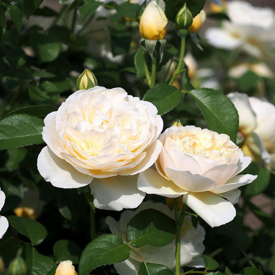 David Austin® Charlotte Potted Rose Bush