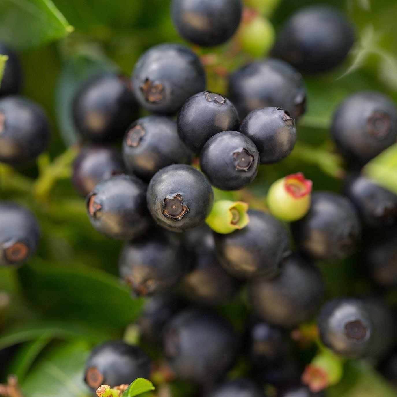 Blueberry Bushel and Berry® BerryBux® Potted Blueberry Plant