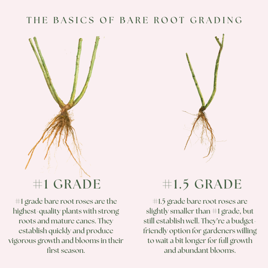 Dee-Lish® Bare Root Rose Bush