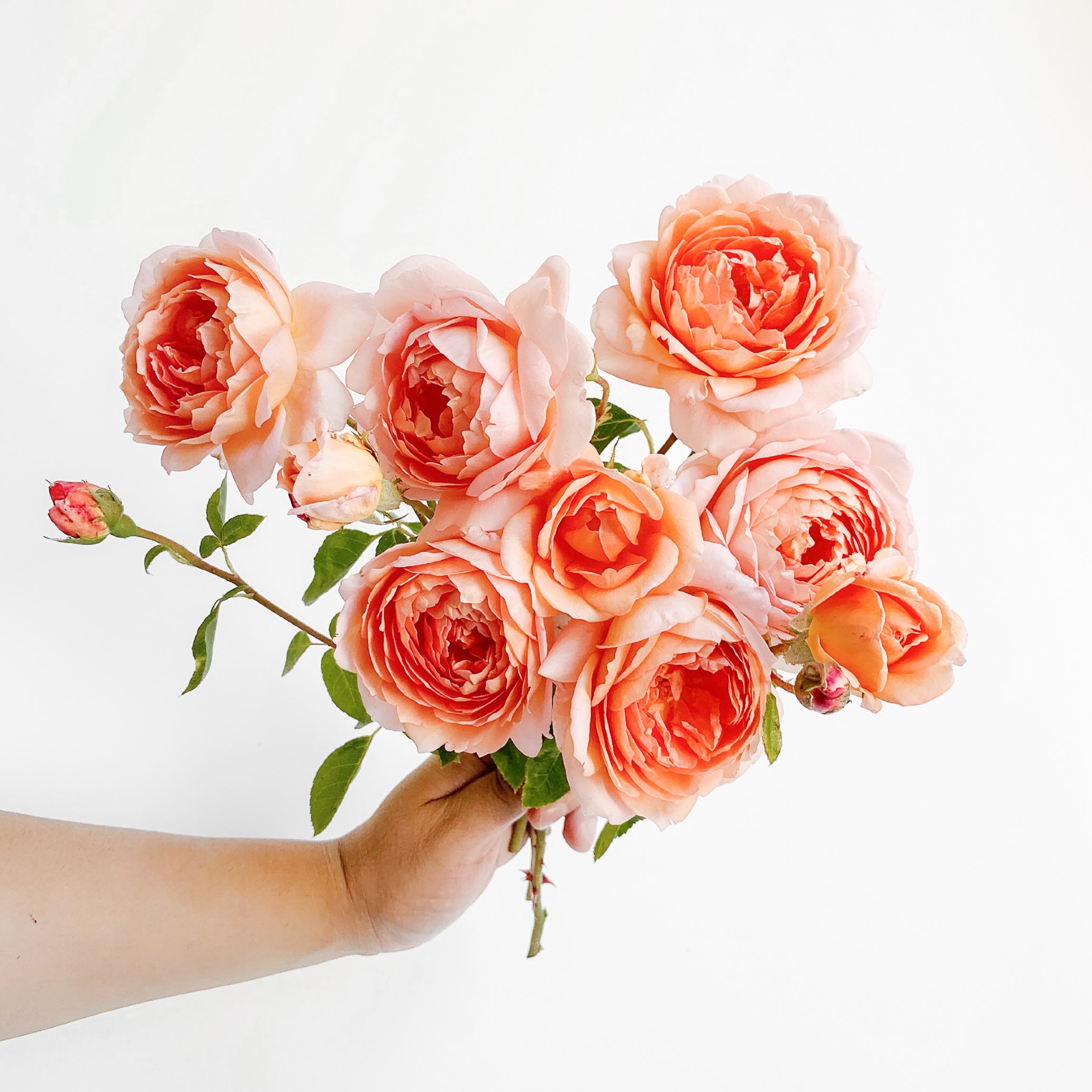 David Austin® Carding Mill® Potted Rose Bush