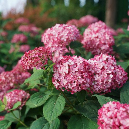 Hydrangea Invincibelle® Ruby Potted Hydrangea Plant