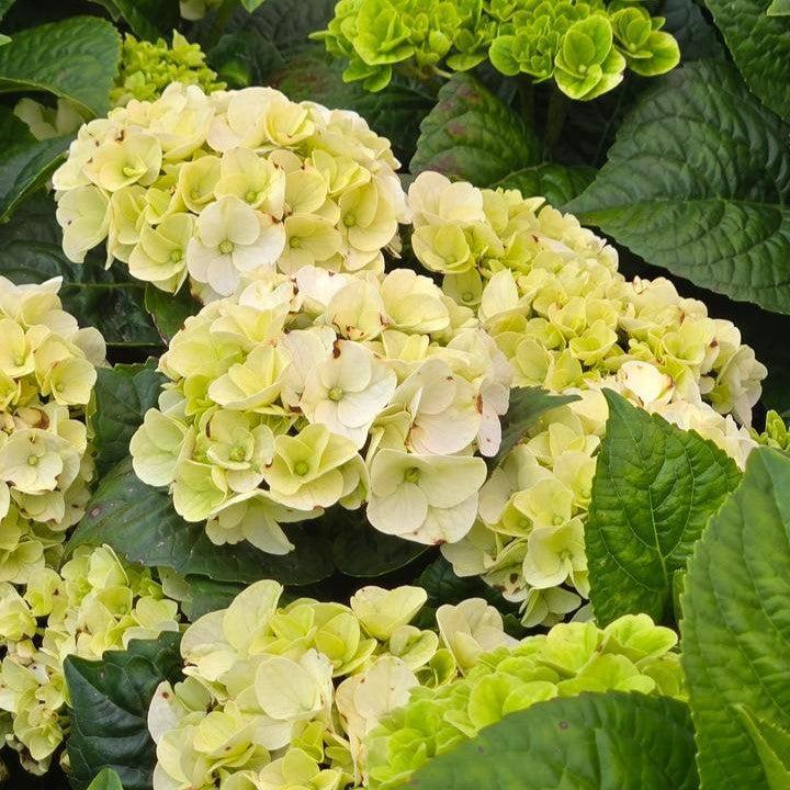 Hydrangea Bloomin' Easy® Grin and Tonic™ Potted Bigleaf Hydrangea Bush