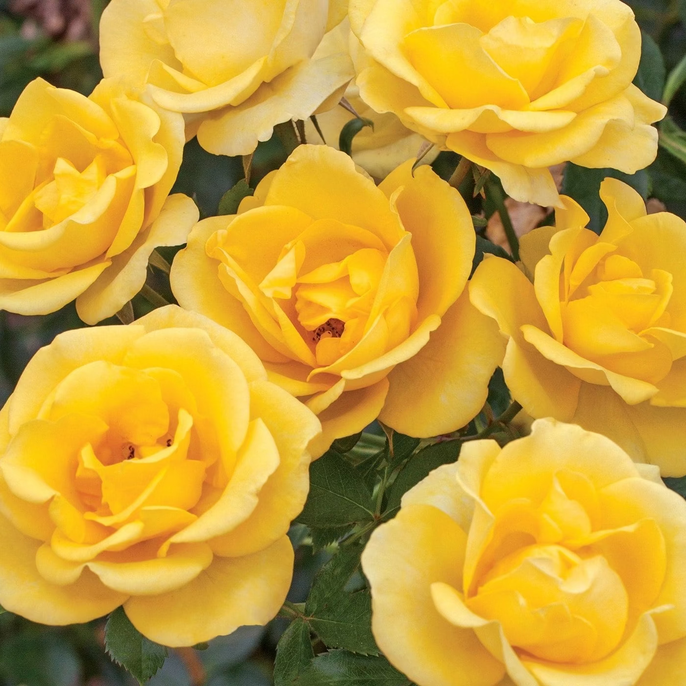 Gilded Sun™ Potted Tree Rose