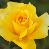 Gina Lollobrigida Bare Root Rose Bush