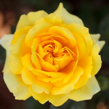 Gina Lollobrigida Bare Root Rose Bush