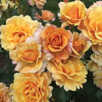 Gold and Great Bare Root Rose Bush