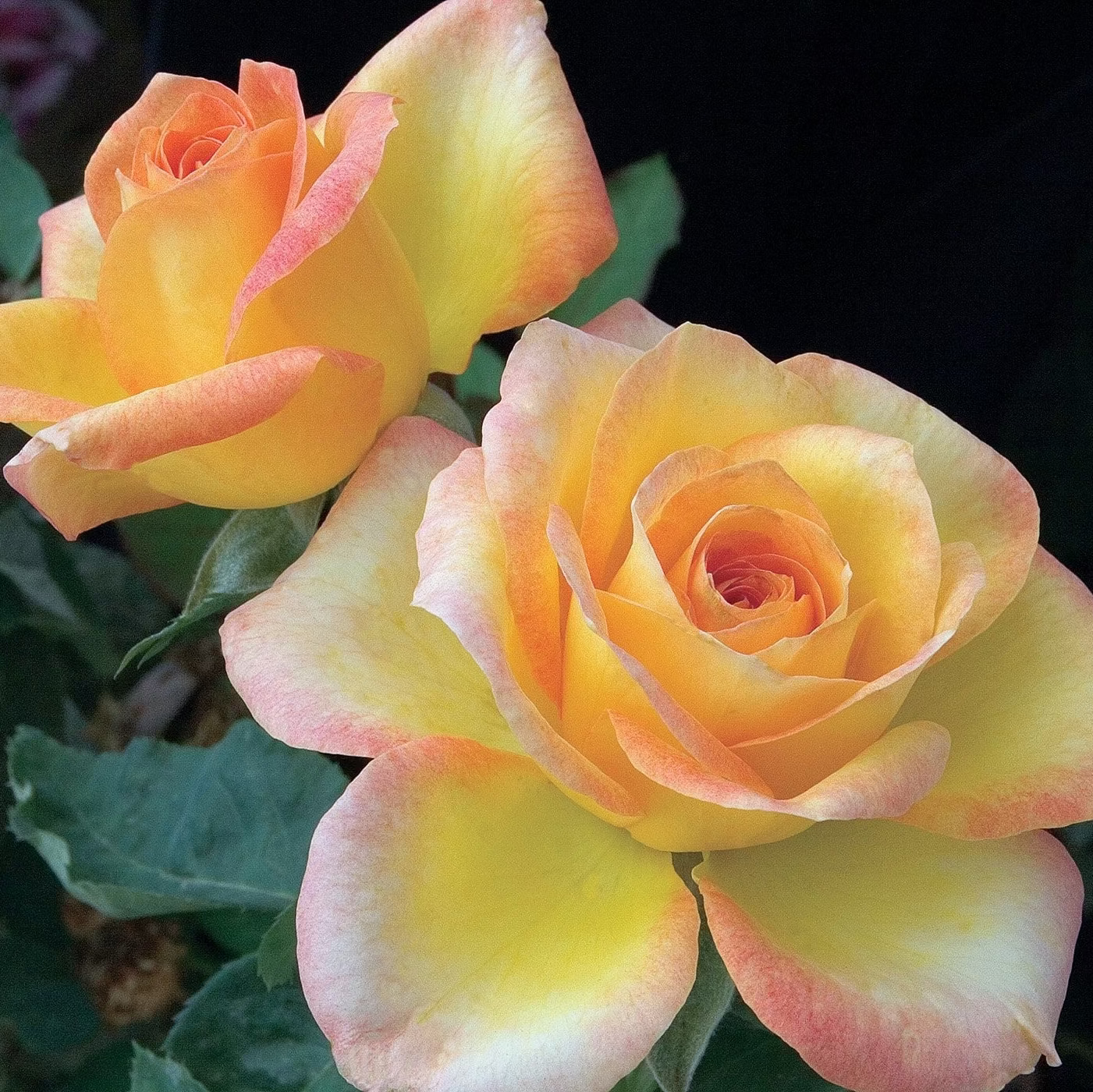 Gold Medal Bare Root Tree Rose