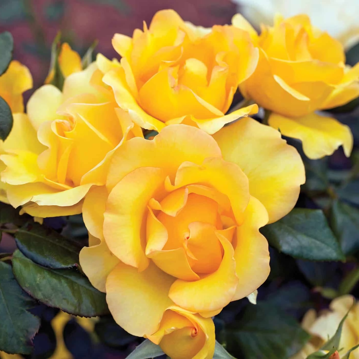 Gold Struck™ Potted Rose Bush