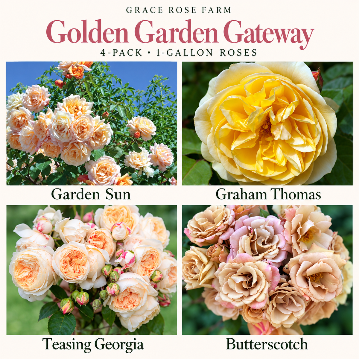 GOLDEN GARDEN GATEWAY 4 Pack - Garden Sun, Graham Thomas®, Teasing Georgia® & Butterscotch