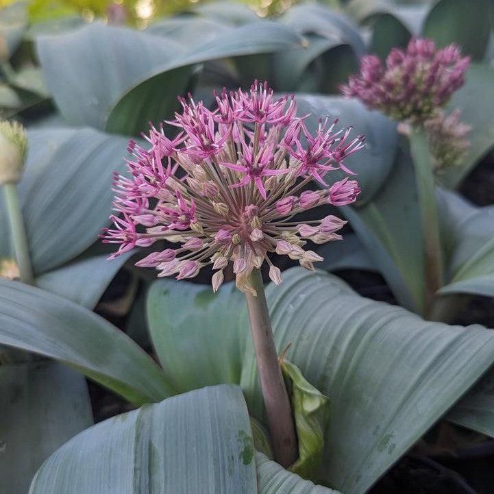 spider onion plant Allium Turkistan Potted Ornamental Onion Plant